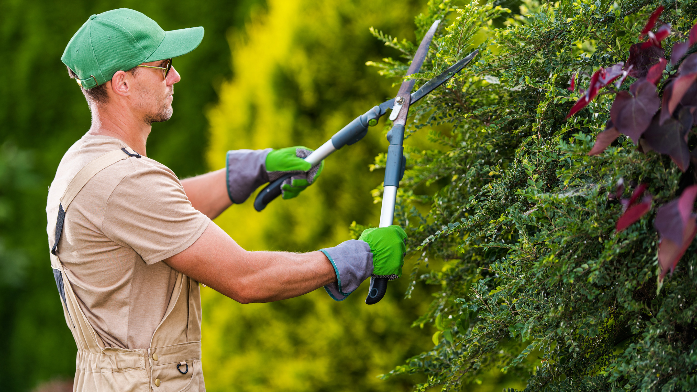 gardener